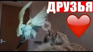 ✅ Кошка и попугай друзья Cat and parrot friends