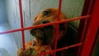 Фото плачущей собаки разлетелось по Сети и всего через один день ее жизнь кардинально изменилась