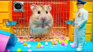 Hamster Escape from Colorful Traps in the Spine-Chilling Maze 🐹 Hamster Escapes in Real Life