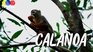 Calanoa Sustainable Project Amazonas Colombia - Traveling Colombia