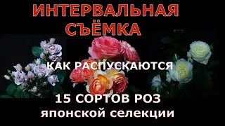 Как распускаются 15 сортов роз японской селекции.