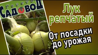 ЛУК РЕПЧАТЫЙ: от посадки до урожая