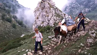 La VIDA DE LOS PASTORES de los Picos de Europa y el queso de Gamoneu | Oficios Perdidos | Documental