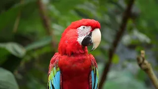 Amazing Nature and Wildlife Videos, Beautiful Birds & Animals. Relaxing Nature Sounds,