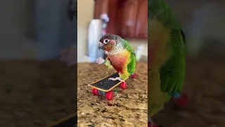 Parrot enjoys snacking on his skateboard 🛹