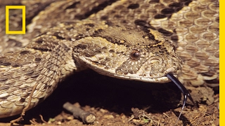 Deadly Trick: Snake Uses Tongue to Lure Prey | National Geographic