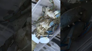 A new way to cook crabs 👀🦀 #chesapeakebay #bluecrab