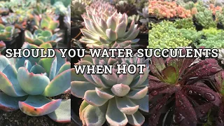 Can Succulents Rot If I Water Them During Heatwaves?