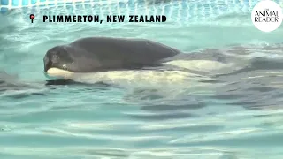 Fear for welfare of baby orca Toa who lost his family in New Zealand