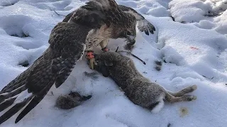 RABBIT HUNTING with a RED-TAILED HAWK!!! - FALCONRY HUNTING!!!