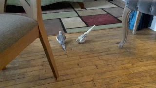 Cockatiels' Mating Dance and Song