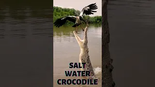 The Incredible Saltwater Crocodile😯😉 #marinelife #crocodiles #sealife #saltwater