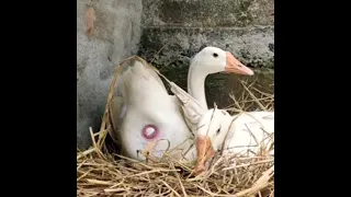 Eggs of duck