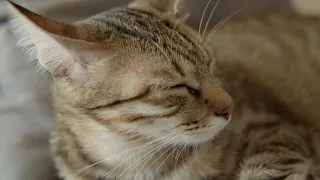 Funny Cat Videos - Cute And Funny Cat Videos To Keep You Smiling!