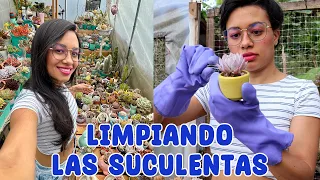 Limpiando el invernadero de las suculentas, podando, organizando y haciendo espacio │Candy Bu