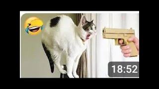 ℹ️ You Laugh You Lose 😂 Funniest Cats and Dogs 😻🐶 funny pets video Part 12