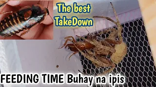 (HD)The most Satisfying Feeding Video i've made | Ibat ibang klase ng takedown | may wala pang sapot