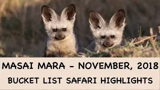 Masai Mara Bucket List Safari  November, 2018