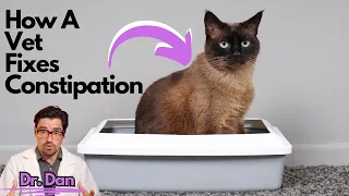 How a Vet fixes the constipated CAT