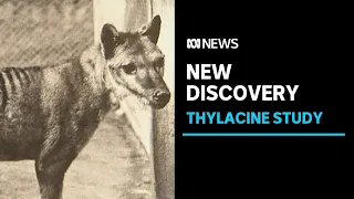 Researchers discover an unexpected ancestor of the extinct Tasmanian tiger | ABC News