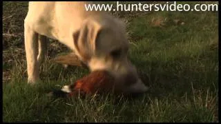 Hunting In Denmark - Hunters Video