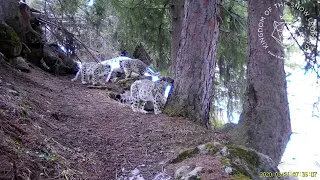 Снежный барс с потомством🏔⛰🤍💚🕊