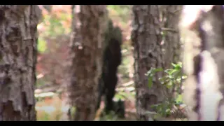 Sasquatch Pine Barrens / Area 5 / NJ / 7.10.21