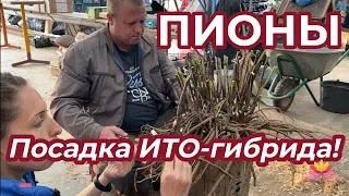 Как правильно посадить ИТО-пион / Сад Ворошиловой
