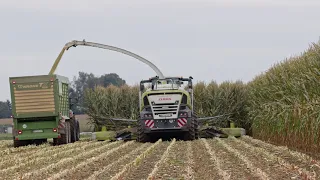 Claas Jaguar 980 in der Maisernte 2021 - V12 Sound