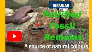 Petrified Fossil Remains || A source of natural colours - Interview & Live Demo