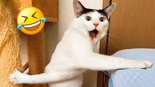 New Funny Animals 2024 🐈🐕 #Funniest Cutest Cats and Dogs🐱😻🐶 Part 7
