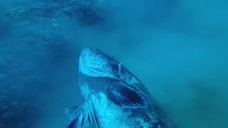 Spearfishing 94 pound black grouper