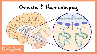 Orexin/Hypocretin Role In Sleep And Narcolepsy Explained (Sleep Neuroscience) | Originals