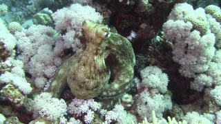 Red sea day octopus