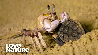 Baby Sea Turtle Battles Ghost Crab