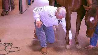 Equine Massage Ting Points