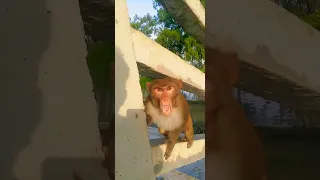 angry monkey captured on camera so funny 🐒🤣🤣 #crazy_monkeys420 #shorts #monkey