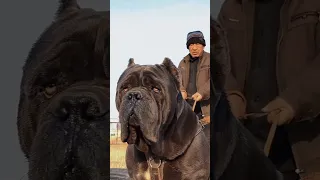 7 most deadliest and dangerous dog breeds in the world 😱🔥 #shorts