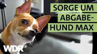 Rätselhafte Kopfschiefhaltung: Kann Max geholfen werden? | S01/E02 | Hallo Tierheim | WDR