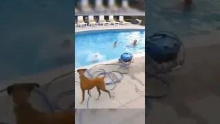 Dog pushing his friend into the pool