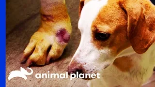 Sores On Dog's Legs Need Treatment So He Can Be Adopted | Dr. Jeff: Rocky Mountain Vet