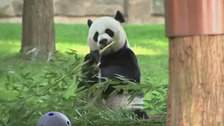 2 new giant pandas coming to Washington's National Zoo by the end of the year