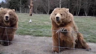 Grizzly Bear Waves To Camera Cute! Kodiak Bear Waving Bear #animals 🐻