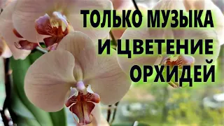 РЕЛАКС под  ВОЛШЕБНОЕ ЦВЕТЕНИЕ ОРХИДЕЙ и МУЗЫКУ! Орхидеи участницы всех видео! Just RELAX #RELAX