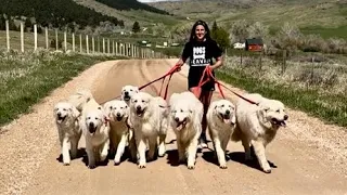 Leashed Pack Walk With My 8 Big Dogs