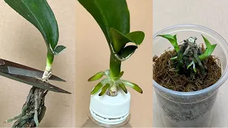 Strange Tips for Making Old Orchid Plants Root Quickly and Grow Young Plants