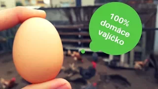 100% domáce vajíčka