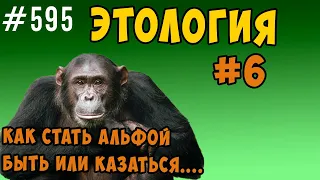 Как стать альфой. Ранг или ранговые сигналы ?