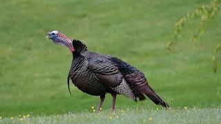 Wild Turkey Gobble