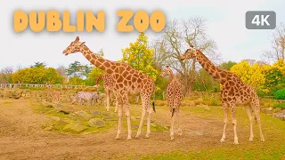 【4K】DUBLIN ZOO PARK 2022🦒🐅🐘 | The Zoo | 4K Walking Tour in Ireland